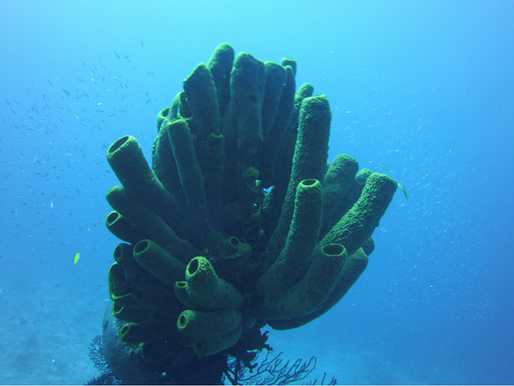 Esponjas marinhas: pilares invisíveis dos ecossistemas marinhos
