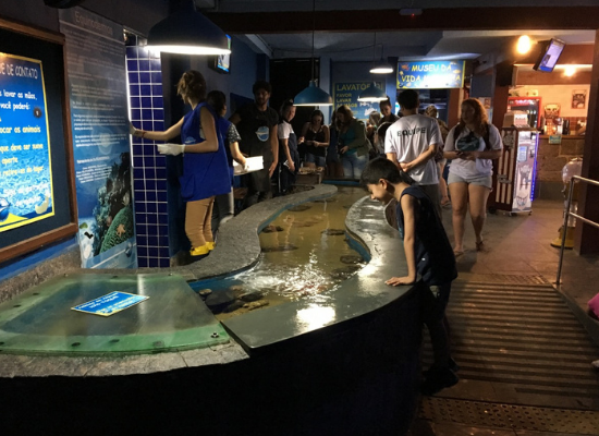 A foto nos mostra um tanque de contato no Aquário de Ubatuba. O tanque é longo, em formato de "S" e é baixo, facilitando o manuseio dos animais. De um lado, mediadores do Aquário, de outro, os visitantes. Os visitantes possuem a liberdade de manusear os animais. O ambiente se encontra em um ambiente fechado, bem iluminado e diversas pessoas estão próximas à superfície do tanque.