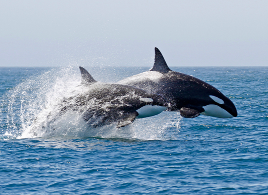 Foto de duas orcas saltando do oceano, lado a lado. O corpo delas é preto, com o ventre branco e manchas brancas nas laterais da cabeça.