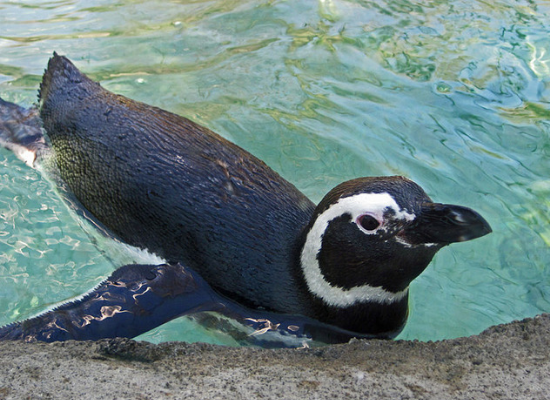 A imagem mostra um pinguim na posição horizontal com metade do corpo fora dágua onde mostra a asa modificada em nadadeira