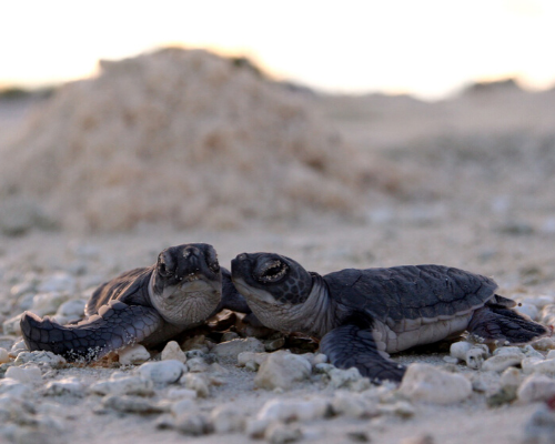 Foto de dois filhotes de tartarugas marinhas próximas como se estivessem se abraçando sobre areia clara com alguns cascalhos. Ao fundo perecebe-se um amontoado de areia e uma parte do céu com sobras solares.