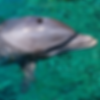 No primeiro plano da fotografia vemos um golfinho com a cabeça fora d'água. O animal encontra-se com o orifício respiratório, que fica no topo da cabeça, aberto.
