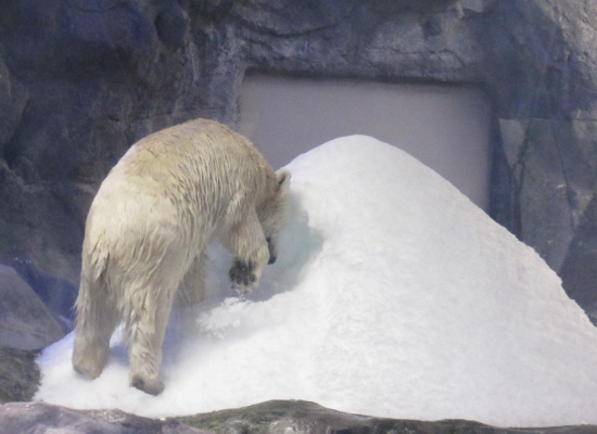 A foto nos mostra um urso-polar em um recinto do Aquário de São Paulo, interagindo com um monte de neve. O recinto é bem iluminado e o urso, aparentemente, escala o monte de neve.