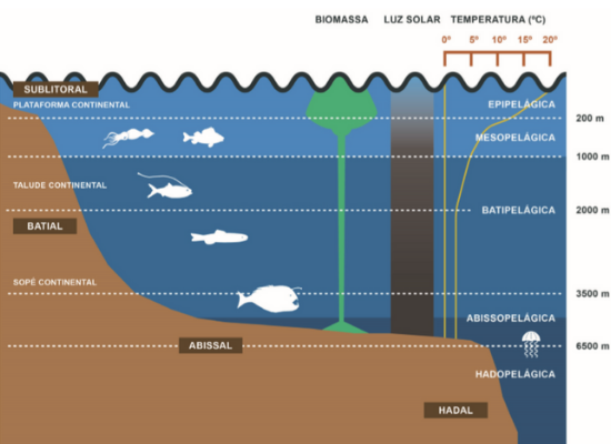 No desenho esquemático descreve-se a zonação do oceano de acorod com a profundidade, na qual a zona epipelágica com luz vai de zero a 200 m de profundidade, seguida pela zona mesopelágica que vai de 200 até 1000 m de profundidade. Dos 1000 aos 3500 a zona batial, dos 3500 até 6500 a zona abissal e por fim dos 6500 m em diante a zona hadal".