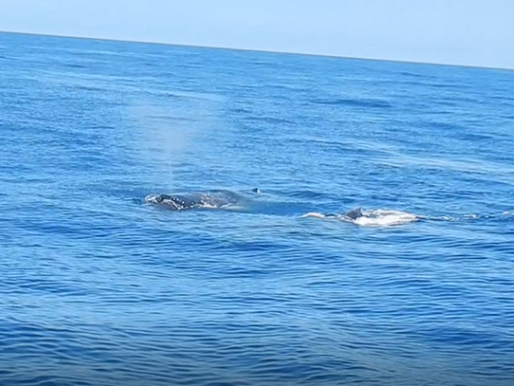 Monitoramento de cetáceos marinhos e métodos de pesquisa