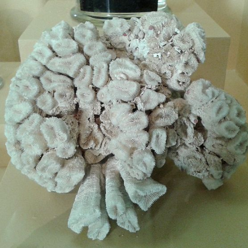 Fotografia de um coral branqueado exposto no museu. Possui um formato arredondado com partes menores circulares.