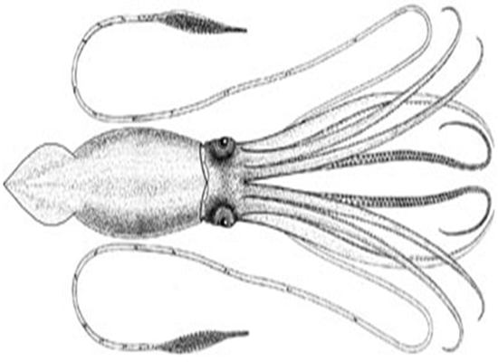 Desenho em preto e branco de uma lula gigante com a cabeça voltada para o lado esquerdo e os tentáculos voltados para o lado direito.