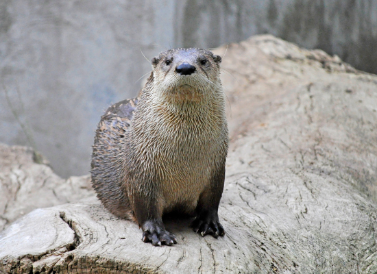 Fotografia de uma lontra de rio norte-americana. A lontra está em posição ventral sentada apoiada pelas patas dianteiras. Ela está em cima de uma superfície amadeirada.