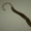 Fotomicrografia de um poliqueta Saccocirrus oahuensis, animal vermiforme anelídeo (parente das minhocas) com dois tentáculos compridos em sua dianteira.