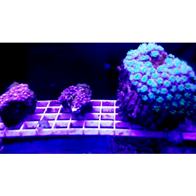 Foto de um viveiro de coral em um aquário. Há uma tela quadriculada suspensa, com pedaços de corais duros se desenvolvendo.