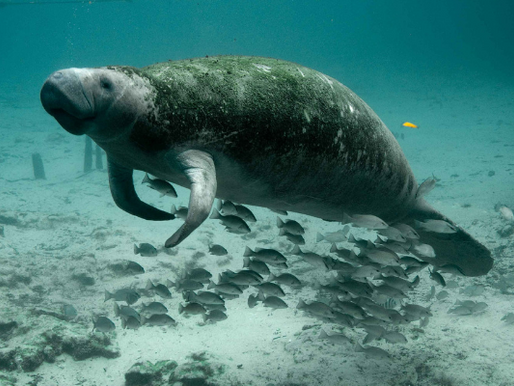 Peixe-boi: um dócil animal ameaçado