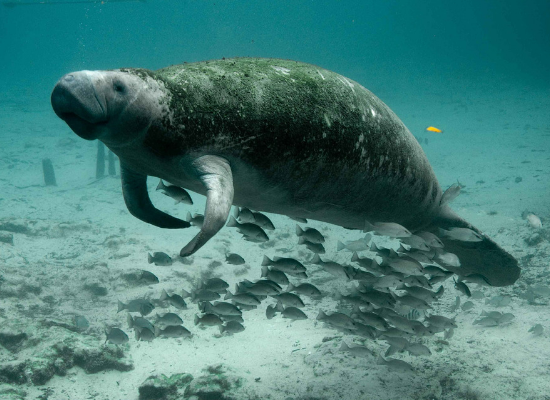 Imagem de um peixe-boi nadando no fundo do mar com vários peixes ao seu redor.