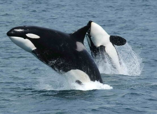 Foto de duas orcas saltando no oceano, com cerca de dois terços do corpo para fora da água. No primeiro plano vemos um delas lateralmente. No segundo plano vemos a outra ventralmente.