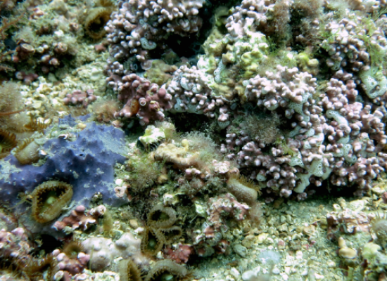 A foto é um banco de águas calcarias. As cores da alga varia do rosa para o rosa claro. É possível observar diversos organismos como esponjas e cnidários associados à essas algas.