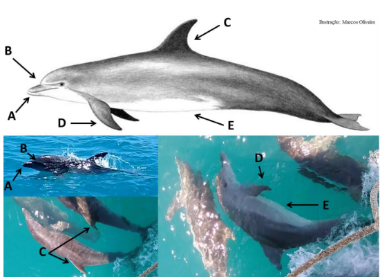 Uma ilustração e um conjunto de fotos. A ilustração mostra um golfinho-nariz -de-garrafa visto de perfil com as características usadas na identificação sendo indicadas por setas e letras, onde A corresponde à mandíbula inferior maior que a superior; B: Cabeça arredondada com nítida marca do melão; C: nadadeira dorsal alta e curvada; D: nadadeira peitoral curta e curvada; E: barriga esbranquiçada. Abaixo da ilustração, três fotos de golfinhos. No canto inferior esquerdo, uma foto de golfinho saltando com as setas indicando a mandíbula e o melão. Abaixo, foto tirada de cima dos golfinhos com as setas indicando as nadadeiras dorsais. No canto direito, uma foto tirada de cima dos animais que estão nadando de lado, com as setas indicando as nadadeiras peitorais e coloração ventral.
