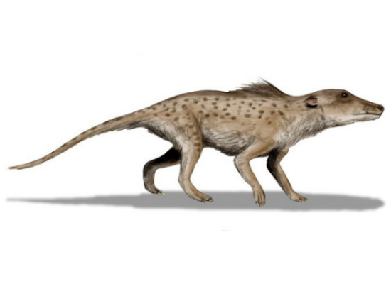 Ilustração de um ancestral dos cetáceos. O animal é quadrúpede, com uma cauda longa e focinho alongado.