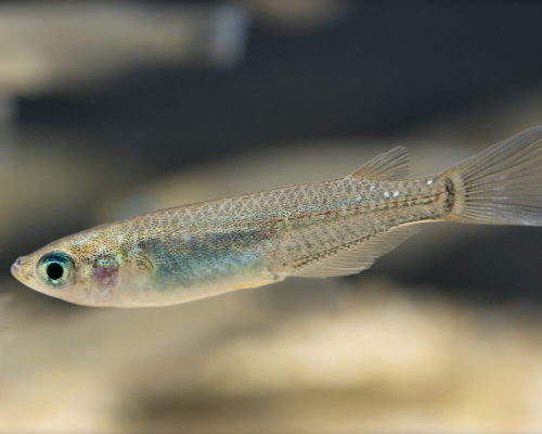A imagem é a foto de um minúsculo peixe da espécie Oryzias latipes. A foto aparenta ter sido feita de um aquário, pois o fundo está bem desfocado. Na foto, o peixe está lateralizado e parece ter aproximadamente 12cm, sua coloração é um dourado claro para cinza brilhante. Se pode observar os olhos com uma coloração preto no centro e, envolta, um verde brilhante.