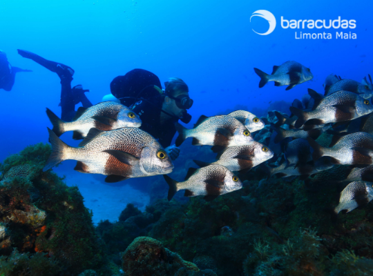 um cardume de peixes prateados permite a aproximação tranquila de um mergulhador. a foto deixa a impressão que o mergulhador faz parte do cardume.