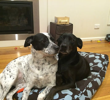 2 rescue dogs relaxing after a remedial massage