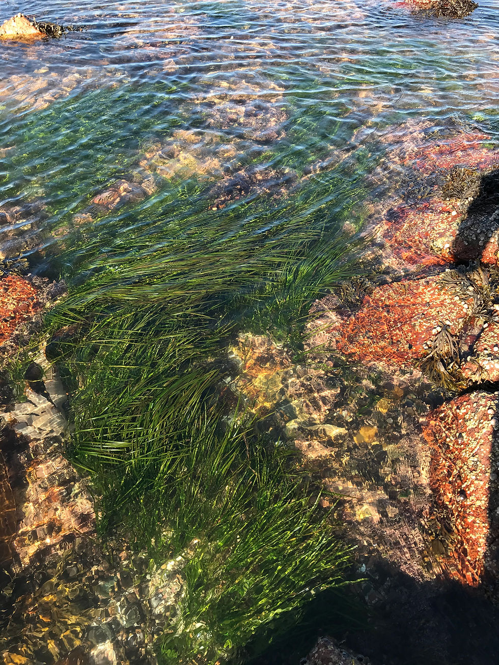 Patch of bright green seagrass nestled amongst orage and tan rocks. Grass and rocks areBarely covere