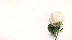 Lessons in Love, Faith, and True Peace.