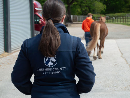 Why Vet Physios Want To See Your Horse Move