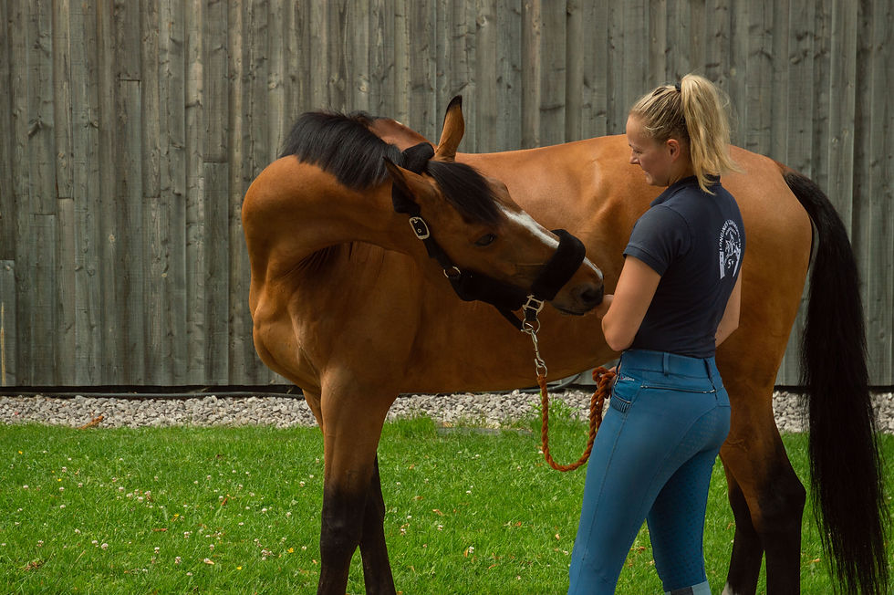 Why Stretching Is An Important Part Of Your Horse's Routine