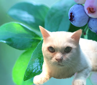 たま動物病院 Blog