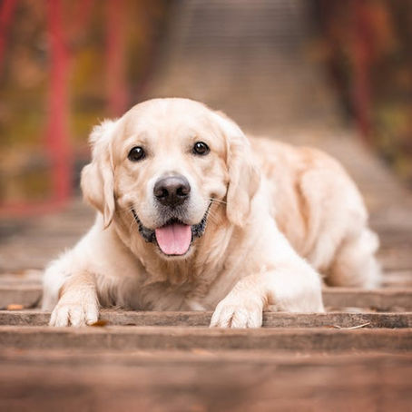 Family Pets and the Law in Australia: Who Keeps the Pet After Separation?