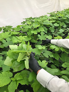 Esquejes planta de Higo