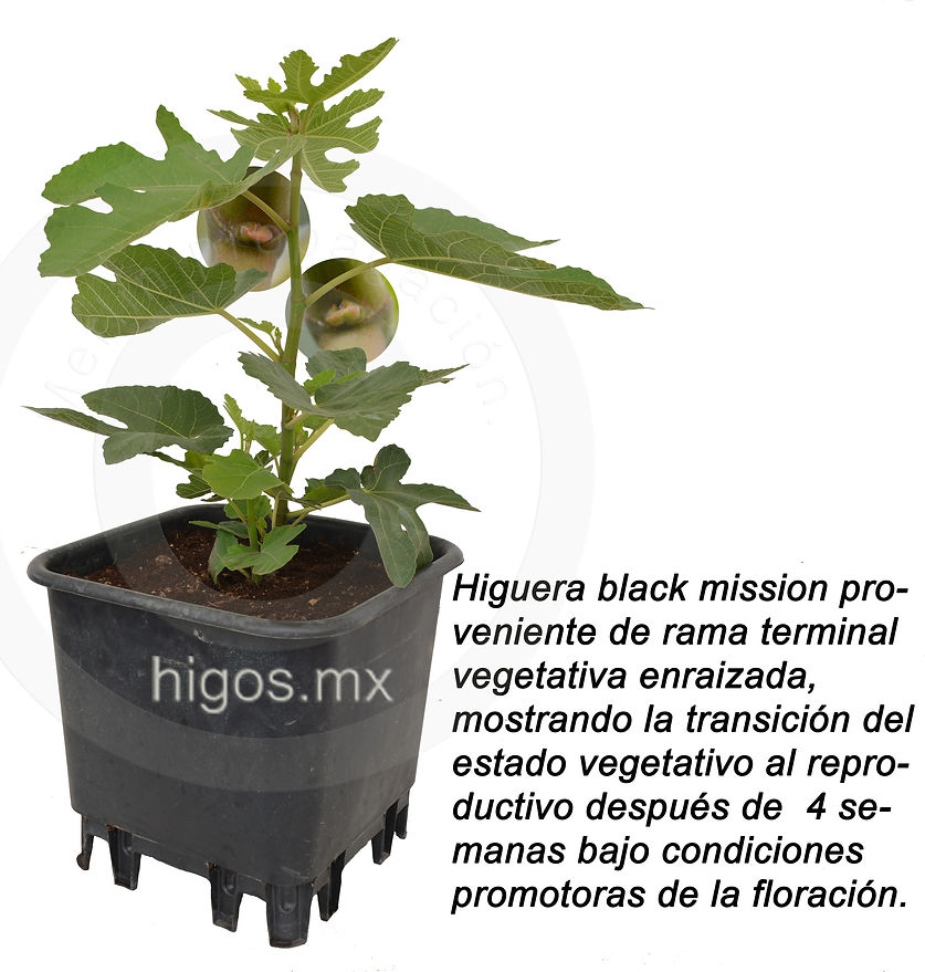 Transicion floral en higo black mission.jpg