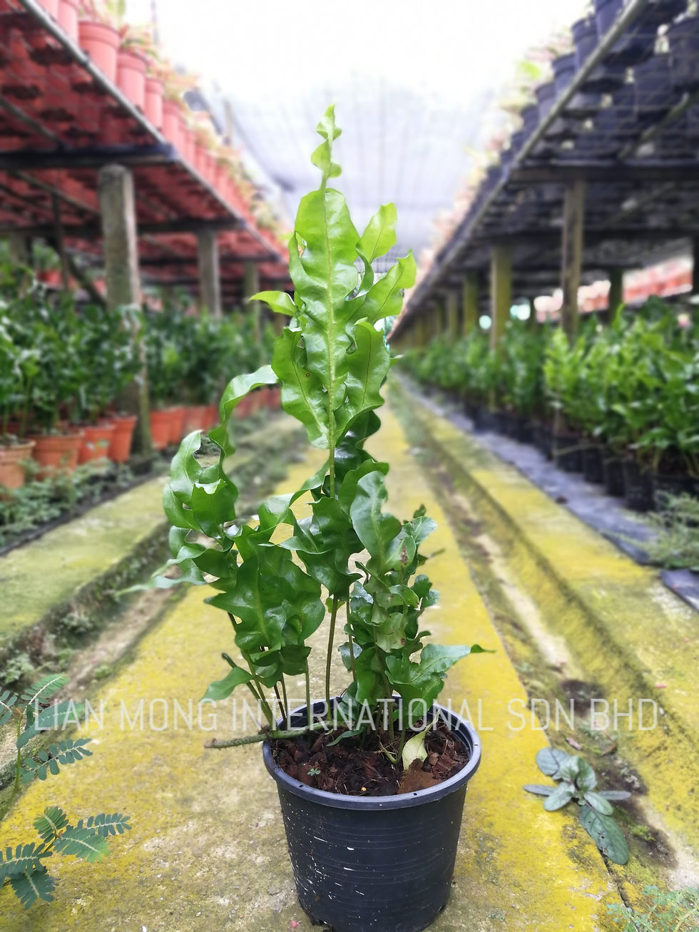 POLYPODIUM GREEN WAVE