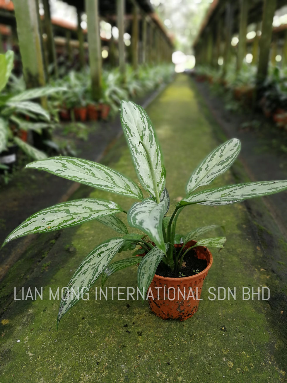 AGLAONEMA SILVER QUEEN