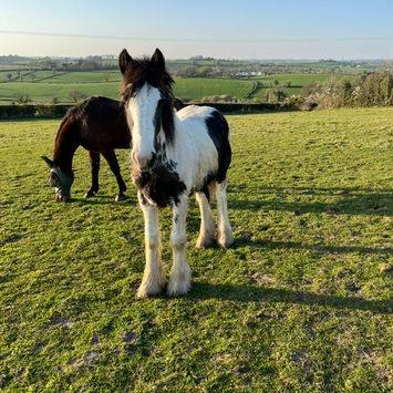 Pony Agility Northern Ireland, Pony Agility Belfast, Pony Agility Banbridge