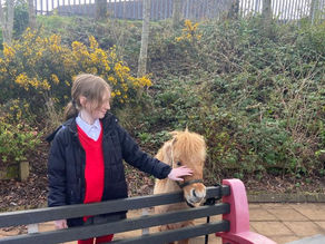 From Stress to Strength: Equine Assisted Learning in Belfast and Northern Ireland