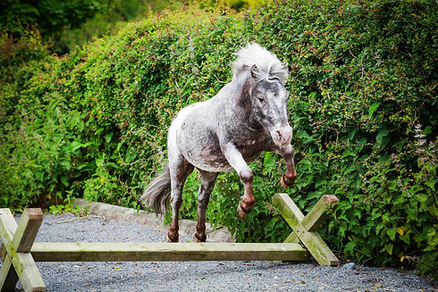 Wellbeing Programmes Belfast & Northern Ireland