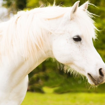 horses_-66.jpeg