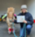 Equine Therapy & Equine Assisted Learning in Belfast and Northern Ireland