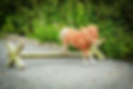 Pony Agility Northern Ireland, Pony Agility Belfast, Pony Agility Banbridge, Pony Agility Belfast, Pony Agility Banbridge