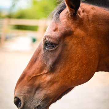 Equine Therapy & Equine Assisted Learning in Belfast and Northern Ireland