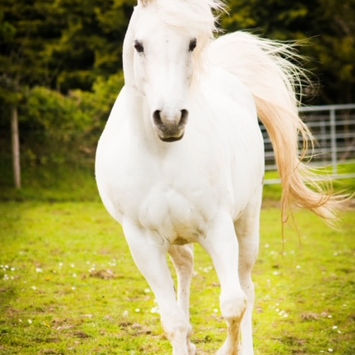 horses_-53.jpeg