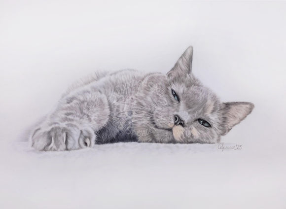 hand drawn pet portrait of a British Blue Shorthair cat
