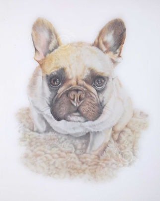 hand drawn pet portrait of a French bulldog