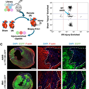 Spatial and longitudinal tracking of enhancer-AAV vectors that target transgene expression to injured mouse myocardium
