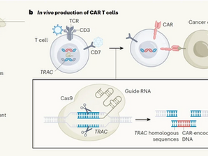 In vivo site-specific engineering to reprogram T cells