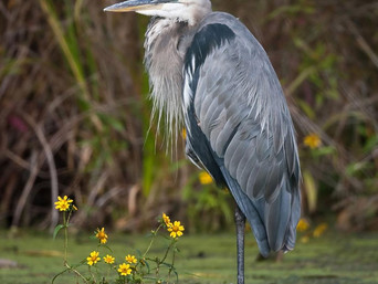 Great Blue Heron