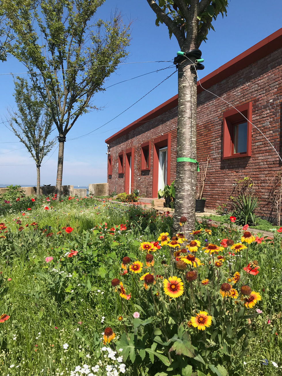 Wild flower meadow at Columbia Island NY.