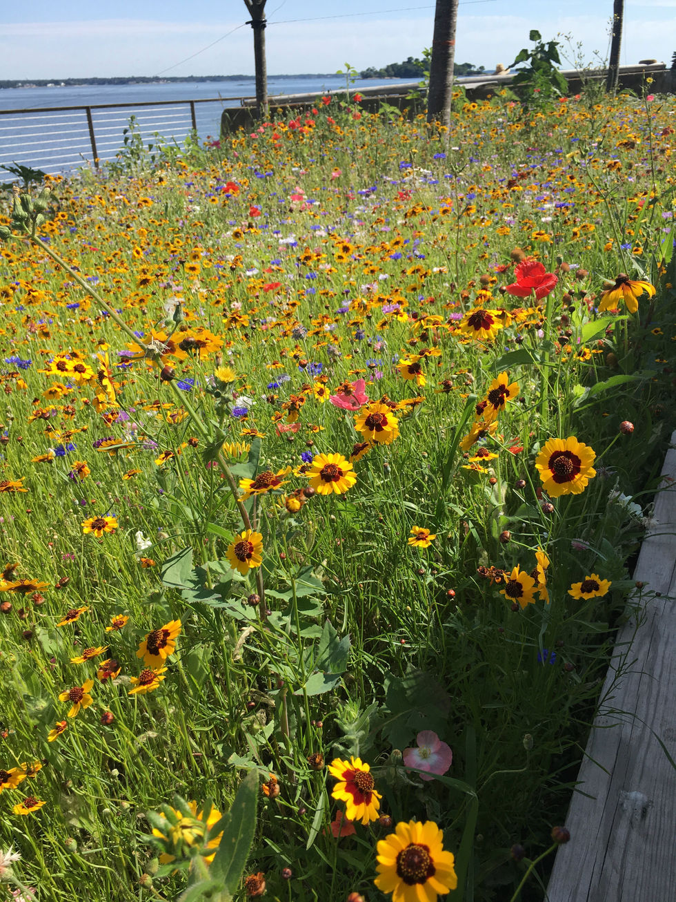 Wild flower meadow