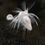 Thumbnail: Preening Great Egret