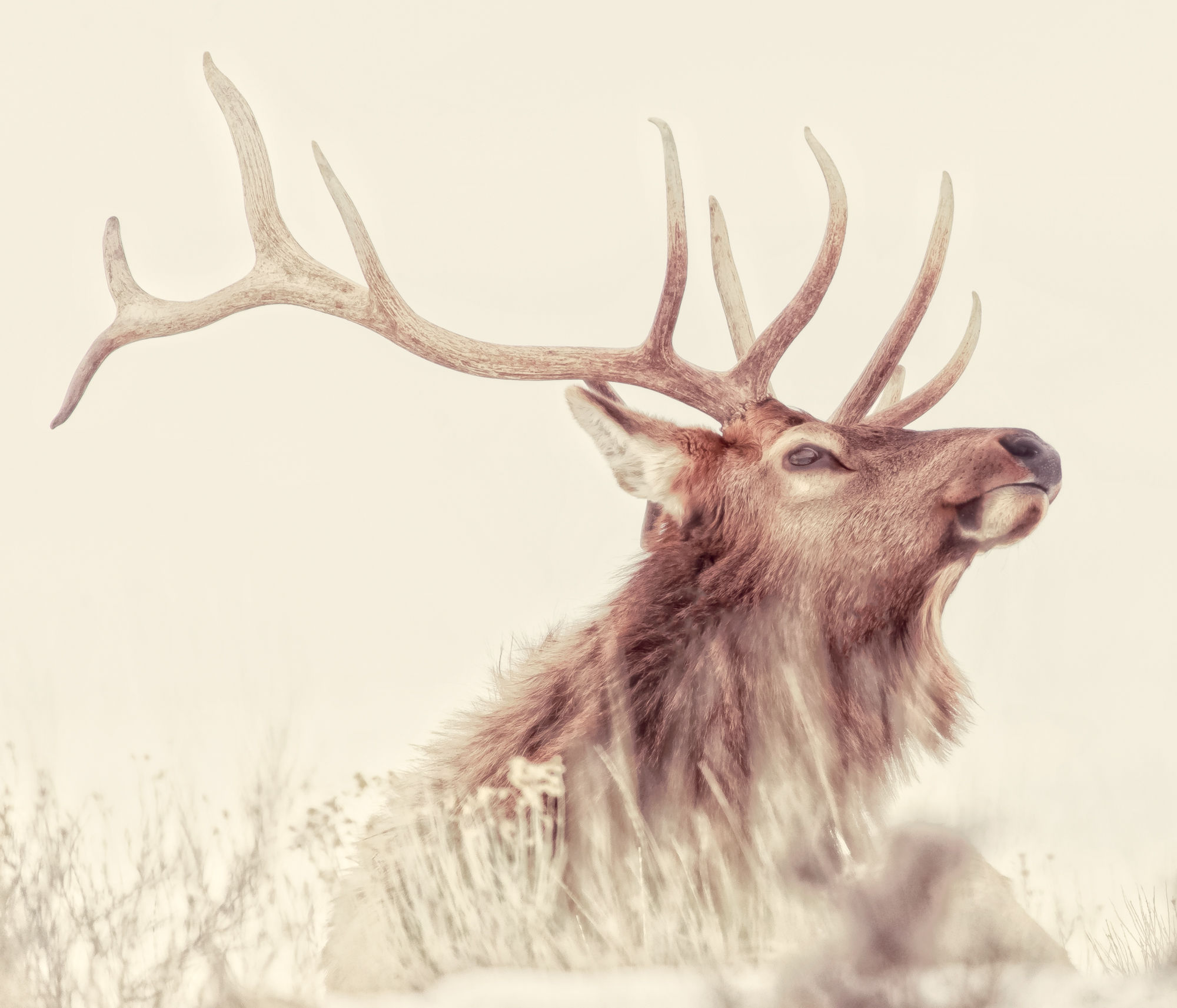 Elk Daydream